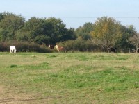 /album/les-ecuries-de-so/img-2989-1-jpg/